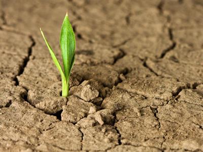 plant in cracked earth