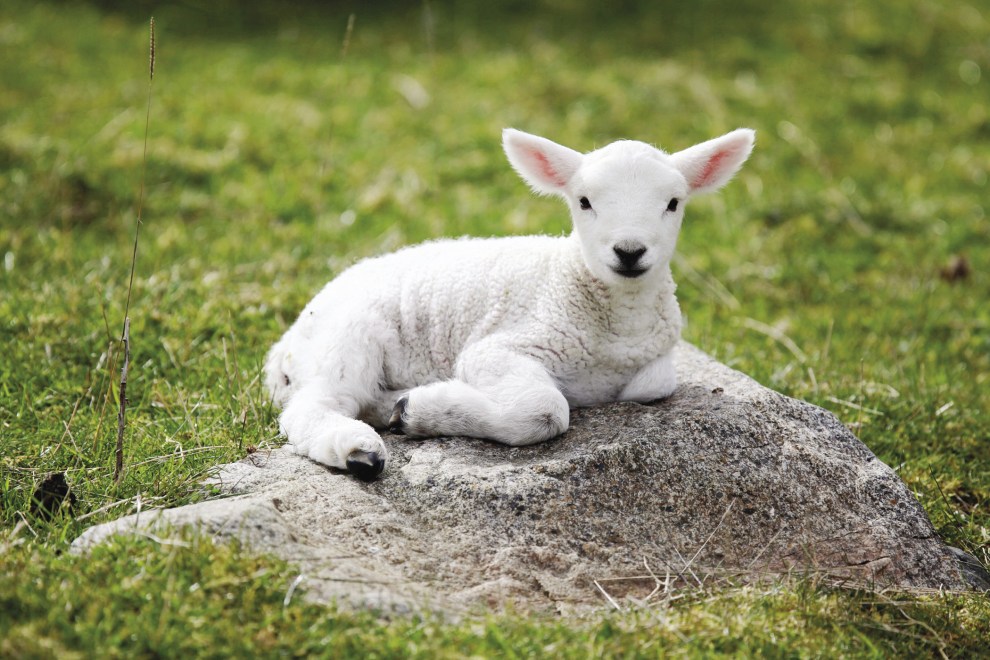 lamb-on-rock