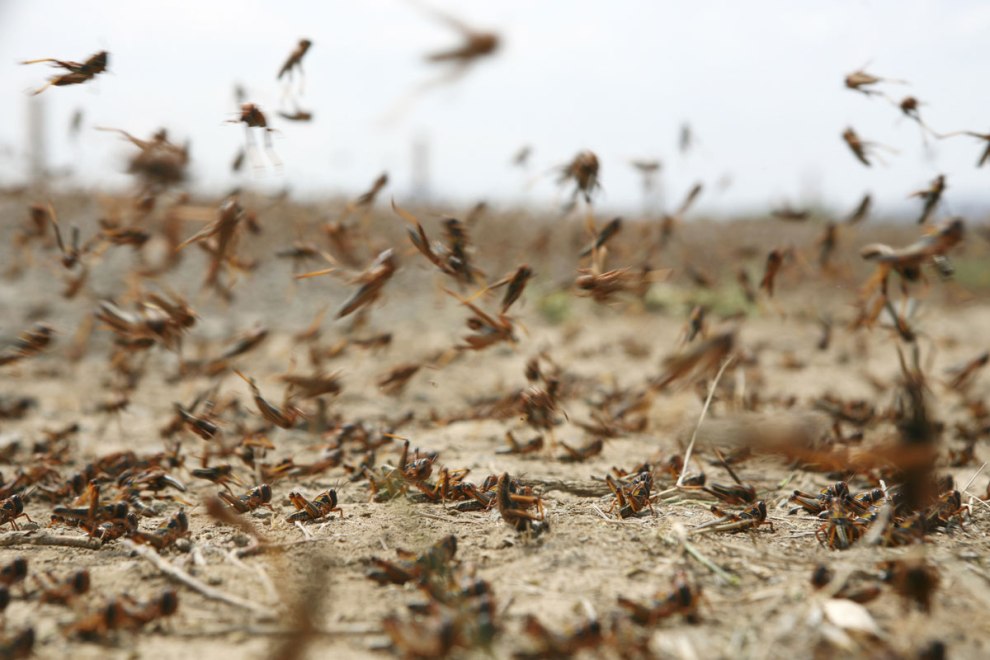 locusts.jpg