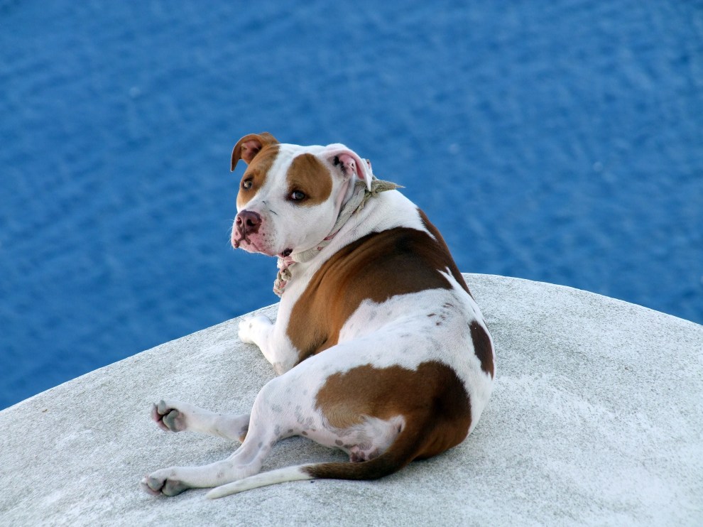 dog-on-roof-brown-whit...otted-fur-645299.jpg