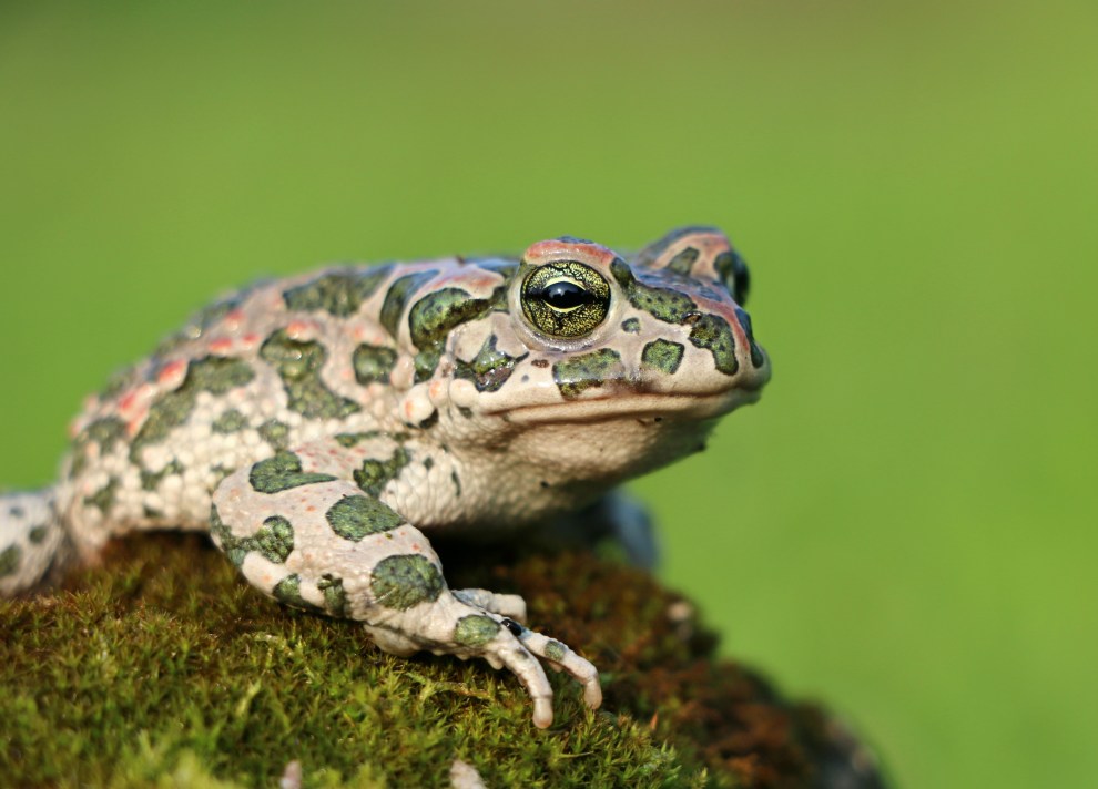 frog-toad-moss-camo-tsarevna-1539992