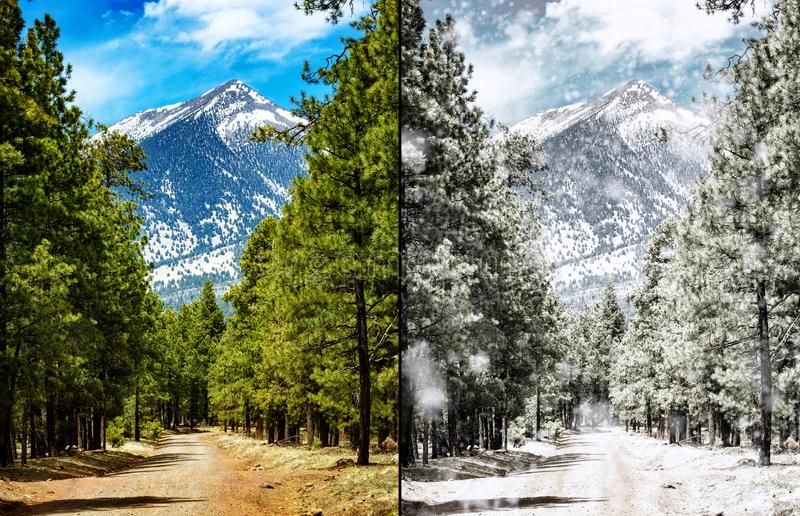 flagstaff-arizona-forest-summer-to-winter-scene-comparison-photo-same-scene-flagstaff-arizona-summer-105820279