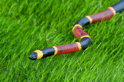 eastern-coral-snake_000012573759