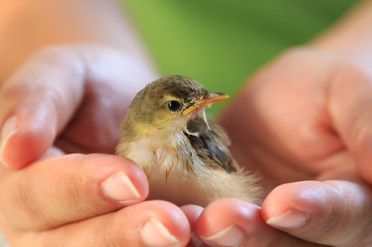 Sparrow on human hands